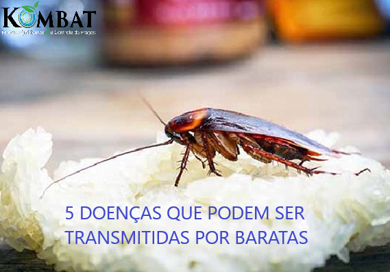 5 DOENÇAS QUE PODEM TER SUA ORIGEM NO CONTATO COM A BARATA