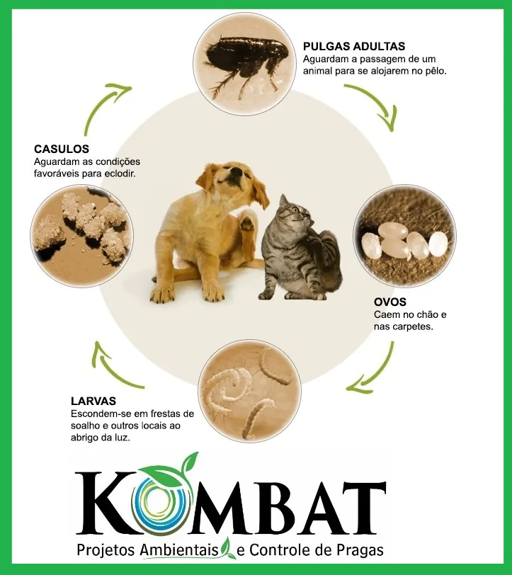 <strong>CURIOSIDADES SOBRE AS PULGAS!</strong>